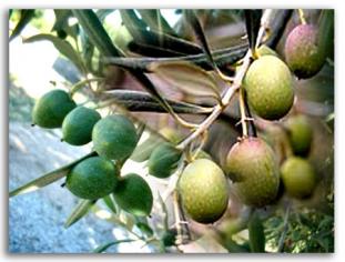 aceitunas1.jpg