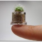 PLANTAS Y ADAPTACIÓN A NUEVOS HÁBITATS. ¿ES ESTO ECO?